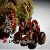 批發(fā) 果樹苗 大紅袍板栗果樹苗 栗子苗 盆栽地栽板栗樹苗 易成活