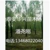 基地供應(yīng)20公分、25公分、15公分垂柳