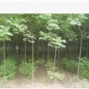 10公分苦楝苗價(jià)格 苦楝苗基地批發(fā)