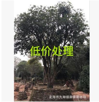 福建八月桂花樹價格 福建金桂批發(fā)銷售 福建桂花樹低價處理