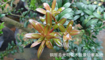 紅芽珍珠羅漢松苗，紅芽珍珠羅漢松實生苗，紅芽珍珠羅漢松原生苗