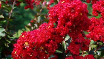 四川省火紅紫薇苗，火赤薇苗，花色紅艷的觀花品種紫薇苗