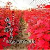 樹苗行道樹綠化苗木 美國(guó)紅楓苗 秋火焰數(shù)量大