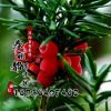 低價(jià)批發(fā)1-3年生 南北方抗癌植物 曼地亞 紅豆杉苗 耐寒冬
