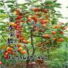 柿子樹苗【日本甜柿】即摘即食 脆甜可口 嫁接柿子苗 3年結(jié)果苗