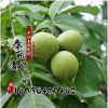 香玲核桃樹苗 品種齊全 批發(fā)果樹苗 嫁接核桃苗 3年結(jié)果苗