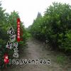 籬笆圍墻專用 珊瑚樹苗/綠化苗木 法國(guó)冬青苗 規(guī)格齊全 法青苗