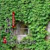 攀援植物 美國(guó)地錦 五葉地錦 爬山虎苗 爬墻高手 工程苗