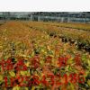 黃金絡石 灌木花卉 園林綠化 常綠喬木 水生植物 水生花卉