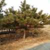 基地直銷園林綠化苗木黑松樹苗，黑松造型盆景，15公分黑松價格。