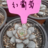 生產(chǎn)批發(fā) 室內(nèi)盆栽花卉綠植 多肉迷你紅葡萄植物 小盆花卉