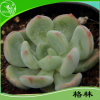 綠圣花卉批發(fā)供應 防輻射多肉植物 格林 迷你辦公室內(nèi)綠植盆栽