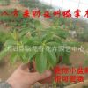 批發(fā)盆栽花苗 八方來財(cái) 又叫鴨掌木 正好八片葉子 特價(jià)