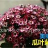 批發(fā)瓜葉菊種子 大花瓜葉菊 精品菊花 迷你盆栽 混色裝 30粒/包