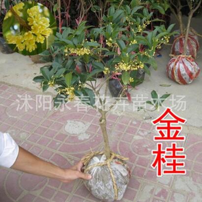 批發(fā)桂花 當(dāng)年開(kāi)花 桂花樹(shù)苗 室內(nèi)盆栽花卉