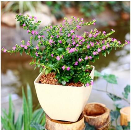 綠植花卉盆栽 草本植物滿(mǎn)天星花苗 盆栽 滿(mǎn)天星帶花苞
