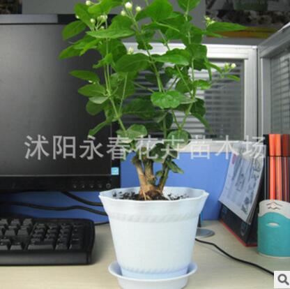 茉莉花盆栽花卉 辦公室綠植 芳香潔白 花苞繁多 四季陸續(xù)開(kāi)花