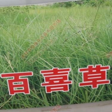 百喜草種子批發(fā) 護坡庭院跑道綠化草籽