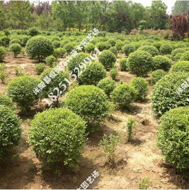 供應工程苗圃庭院別墅綠化苗木小葉造型女貞造型精品圓球量大優(yōu)惠