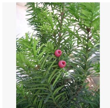 南方紅豆杉--小苗-----批發(fā)價 20-40cm高 規(guī)格全