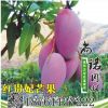 基地直銷 果樹苗紅貴妃芒果樹苗 紅金龍芒果嫁接樹苗 現貨批發