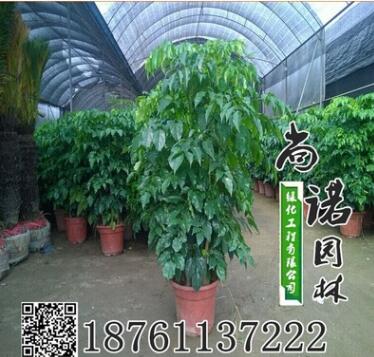 室內(nèi)大幸福樹平安樹大型植物客廳辦公室盆栽綠寶觀葉盆景幸福樹