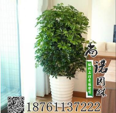 批發(fā)供應(yīng)盆栽苗八方來財又叫鴨掌木鴨腳木大型八方來財 發(fā)財樹