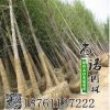 批發(fā)基地專供銀杏 規(guī)格全價(jià)格低銀杏苗木 規(guī)格齊全 歡迎選購