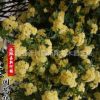 黃白木香花苗爬藤植物盆栽七里香苗陽(yáng)臺(tái)攀援綠植薔薇花苗庭院花卉