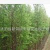 批發(fā)行道樹(shù)小苗 落羽杉小苗 工程綠化 落羽杉 園林綠化苗