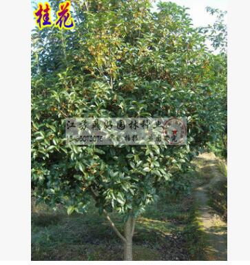 直銷桂花大樹_四季桂花苗_名貴八月桂_嫁接丹金沉香桂_庭院綠植