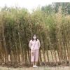 批發名貴竹子苗 金鑲玉竹子苗 規格齊全 四季常青竹子苗 規格齊全