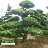 大量供應(yīng)羅漢松種子 顆粒飽滿(mǎn) 出芽率高 羅漢松種子 量大從優(yōu)