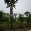 大量供應(yīng)綠化苗棕櫚規(guī)格齊全歡迎選購(gòu)