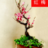 批發(fā)紅梅盆栽苗 庭院室內(nèi)盆栽 量大優(yōu)惠