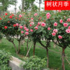 樹(shù)狀月季 批發(fā) 大花月季樹(shù) 庭院別墅美化 高桿月季樹(shù) 約1公分