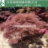 產品圖片展示羽毛楓別稱塔楓，紫紅葉雞爪 羽毛楓價格 紫秀照片