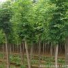 批發(fā)白蠟速生小苗 綠化工程苗木 行道風景綠化 根系發(fā)達速生白蠟