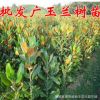 批發(fā)庭院高檔植物廣玉蘭樹苗嫁接廣玉蘭小苗速生廣玉蘭苗綠化苗木