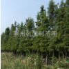 供應池杉.自產自銷供應規格1-12公分.歡迎各位朋友交流洽談