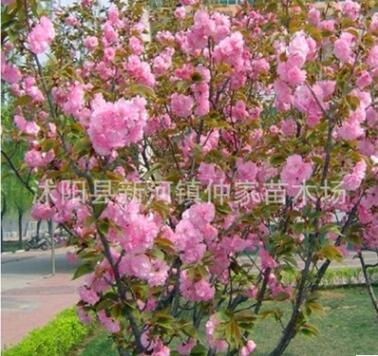 櫻花苗批發 美化苗木 規格齊 嫁接櫻花樹苗