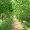 落葉大喬木 意楊苗批發(fā) 陽性樹種 速生苗 楊樹 道路綠化 生長快