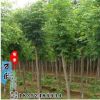 黃金槐批發(fā) 槐樹 金枝國槐 工程苗木 優(yōu)質綠化苗木 基地供應