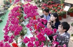 2018中國(guó)（蘭州）花卉展銷會(huì)