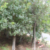 批發河南黃櫨樹苗/基地直銷/工程綠化苗木/園林造景/量大從優