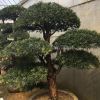 造型羅漢松行情報價\造型羅漢松圖片展示