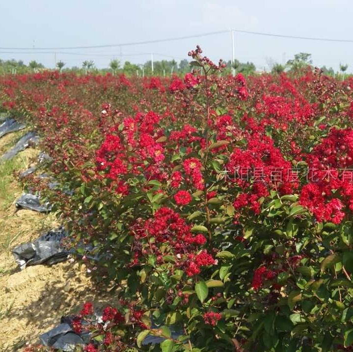 叢生紅火箭紫薇4最新價(jià)格/叢生紅火箭紫薇4報(bào)價(jià)