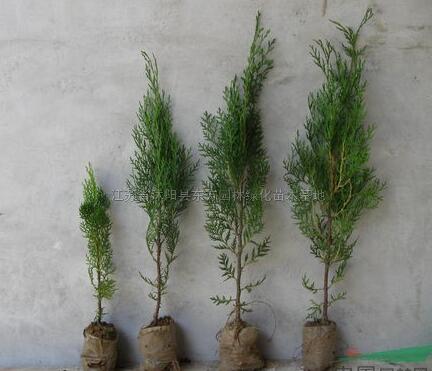 蜀檜、龍柏、鋪地柏、黑松、雪松、灑金柏、側(cè)柏等苗木