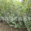 廠家直銷嫁接核桃樹(shù)苗 8518麻核桃 9818核桃 當(dāng)年結(jié)果 包郵