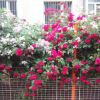 供應(yīng)三年苗多花薔薇花苗 薔薇包郵 爬藤薔薇薔薇科薔薇苗盆栽花卉